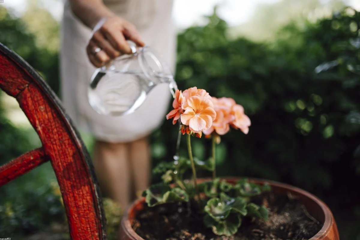 Create a Cutting Garden
