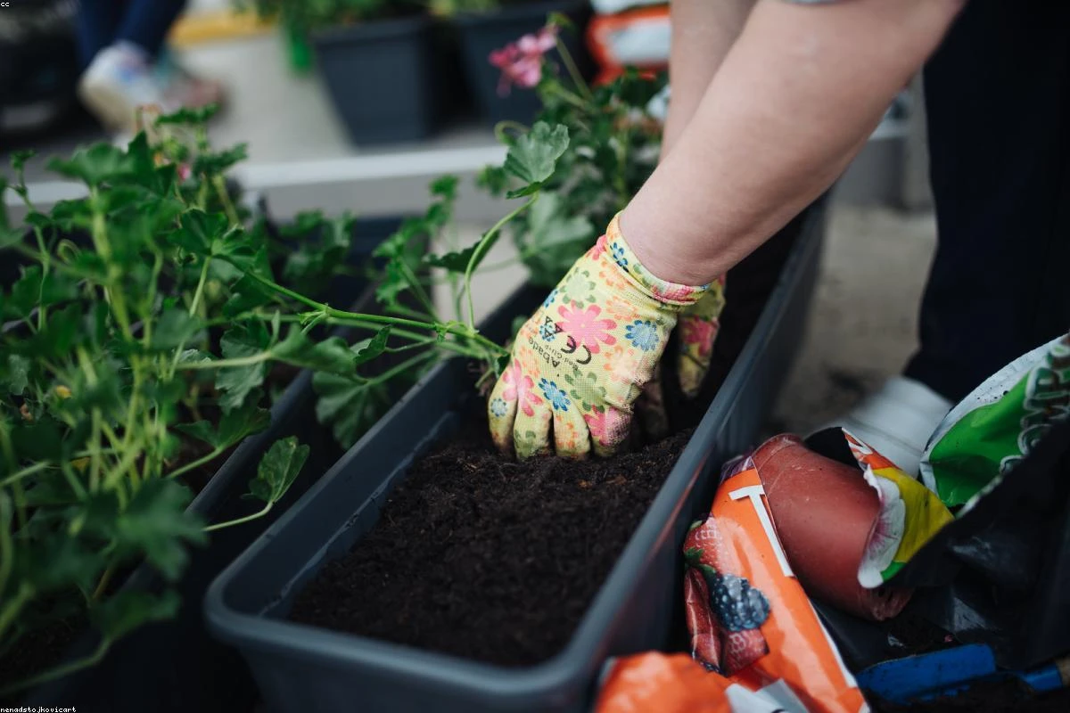 Grow Vegetables in Containers