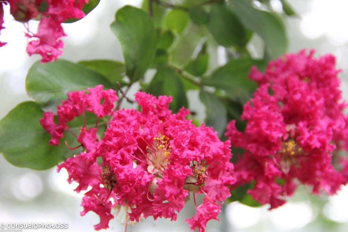 Best Plants for Beginners