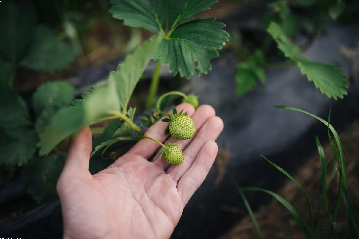 Start Your First Garden